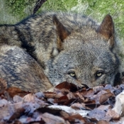 Photo de Loup