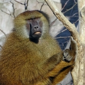 Photo de Singe - baboin