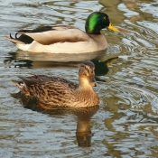 Photo de Canard colvert