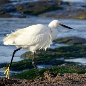 Photo d'Aigrette