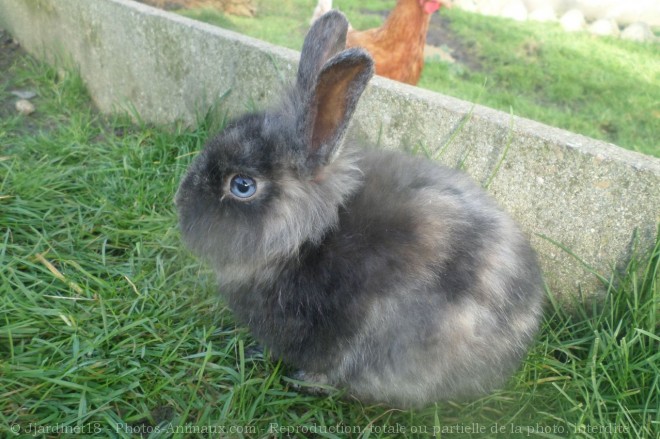 Photo de Lapin