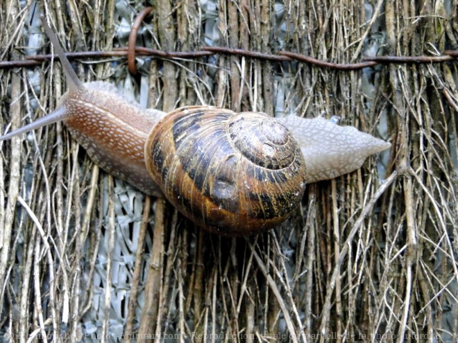 Photo d'Escargot