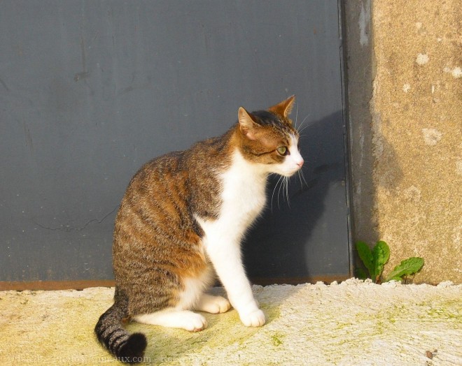 Photo de Chat domestique