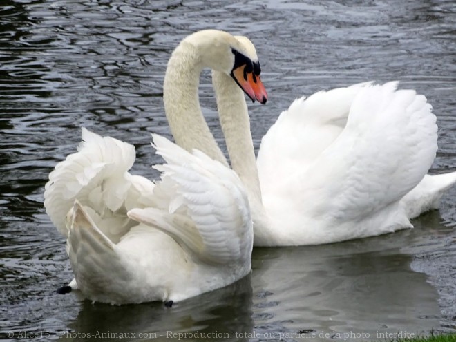 Photo de Cygne