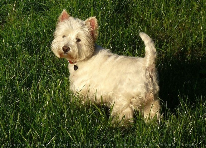 Photo de West highland white terrier