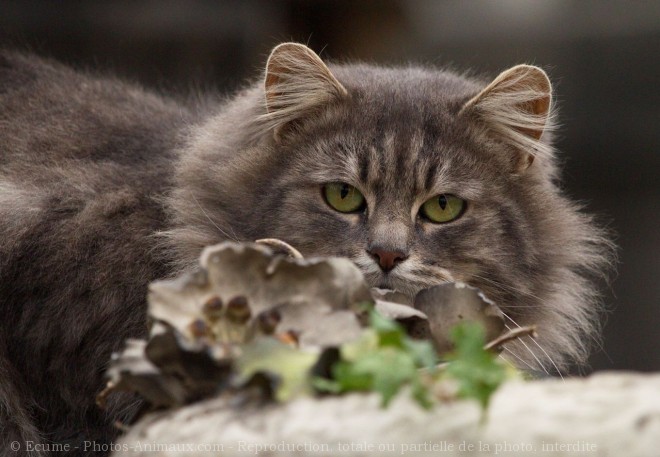 Photo de Chat domestique