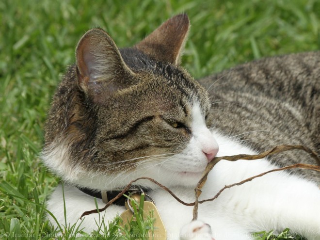 Photo de Chat domestique