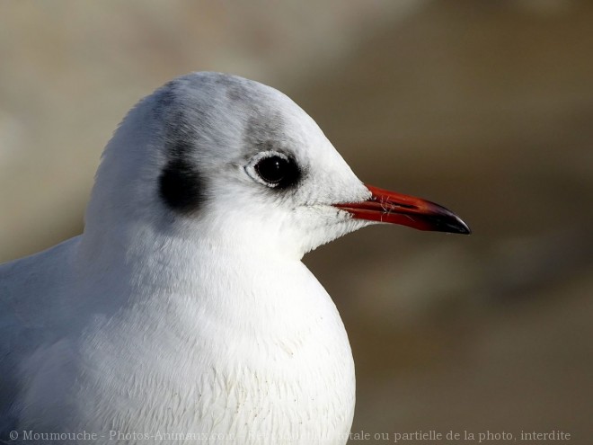 Photo de Mouette