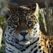 Photo de Jaguar