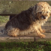 Photo de Border terrier