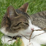 Photo de Chat domestique