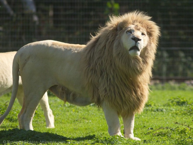 Photo de Lion