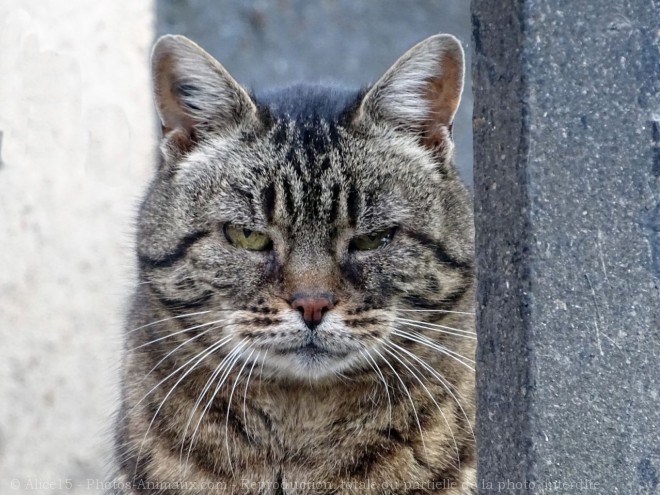 Photo de Chat domestique