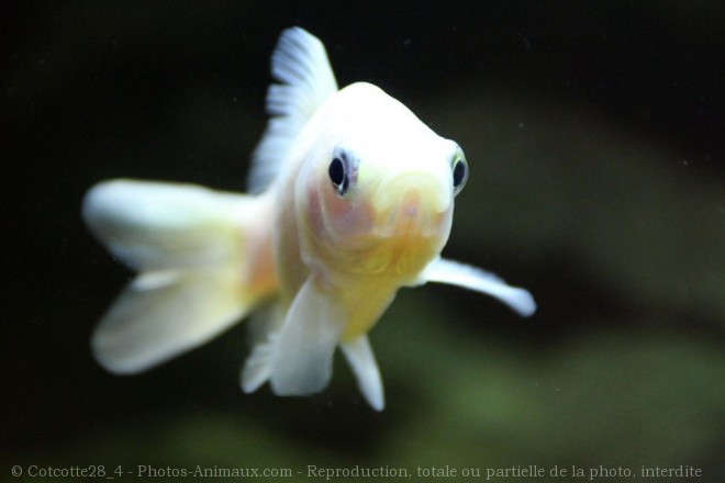 Photo de Poissons rouges