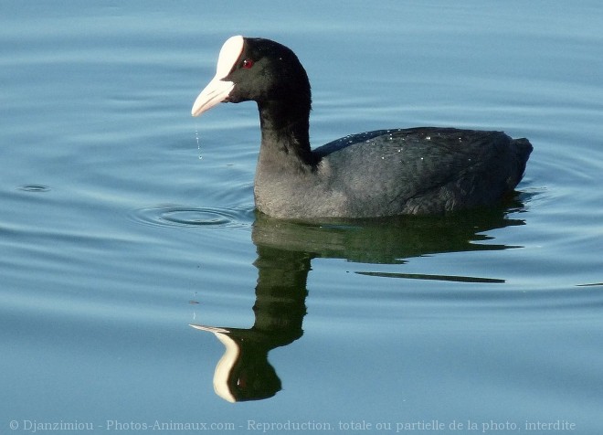 Photo de Foulque macroule