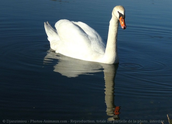 Photo de Cygne