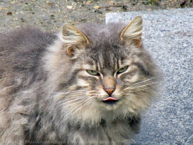 Photo de Chat domestique