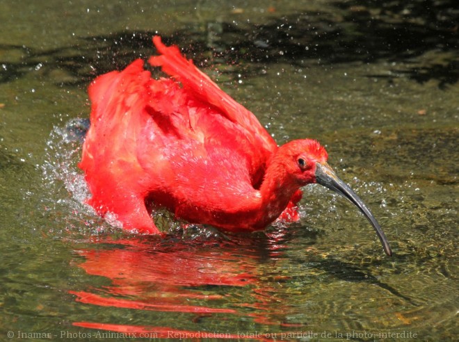 Photo d'Ibis rouge