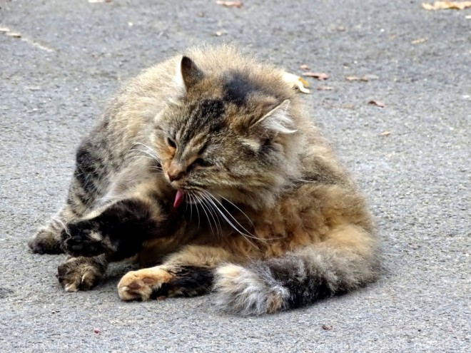 Photo de Chat domestique