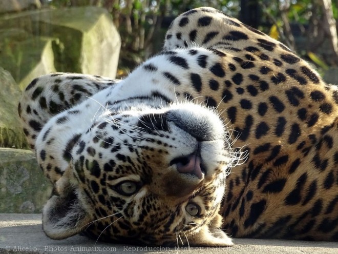 Photo de Jaguar