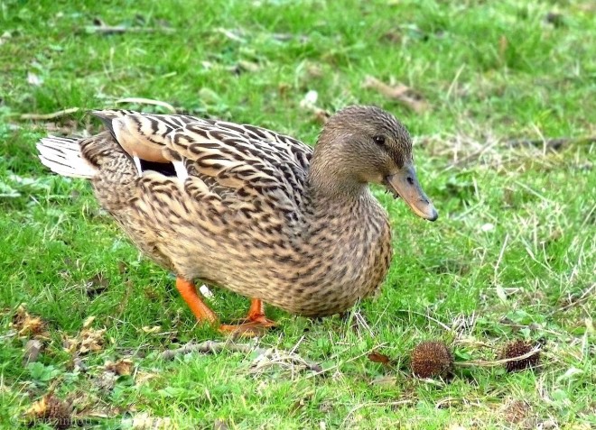 Photo de Canard colvert