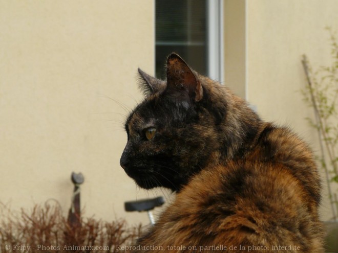 Photo de Chat domestique