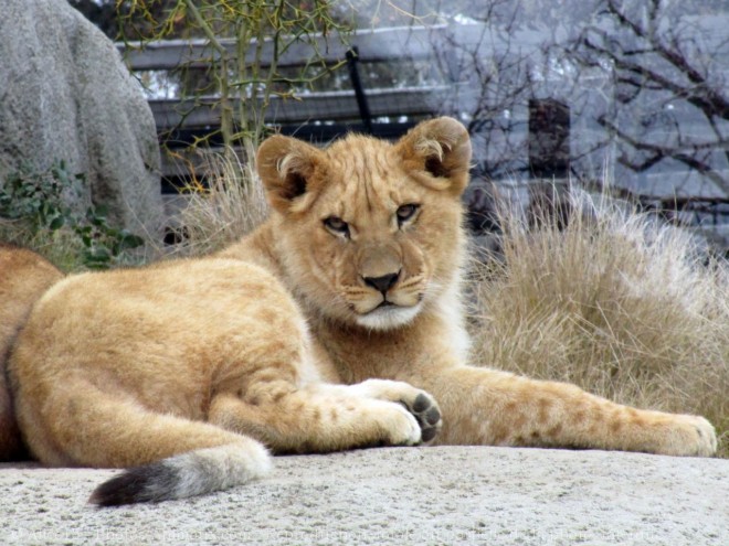 Photo de Lion