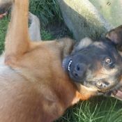 Photo de Berger belge malinois