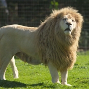 Photo de Lion