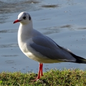 Photo de Mouette