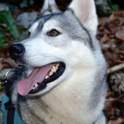 Photo de Husky siberien