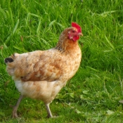 Photo de Poule