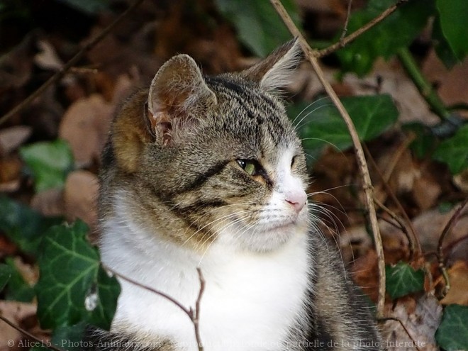 Photo de Chat domestique