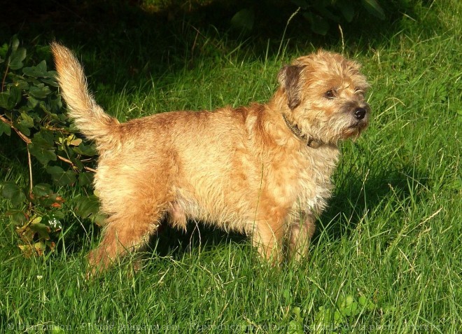 Photo de Border terrier