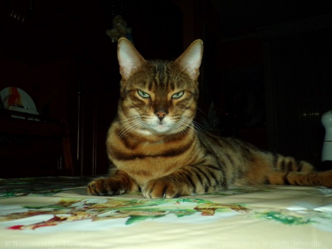 Photo de Bengal