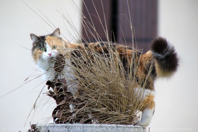 Photo de Chat domestique