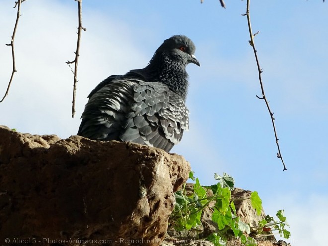 Photo de Pigeon