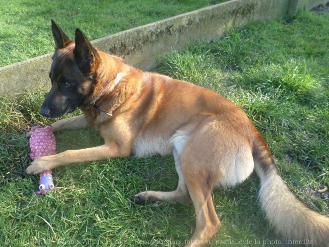 Photo de Berger belge malinois