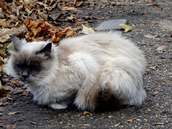 Photo de Chat domestique