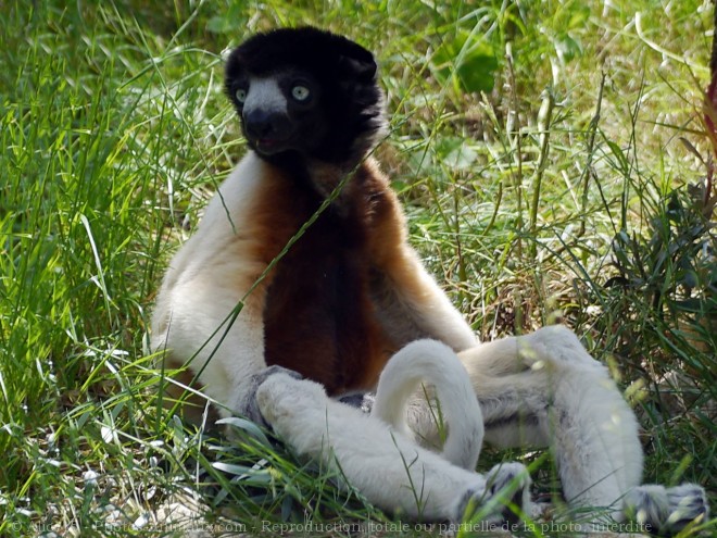 Photo de Singe - propitheque