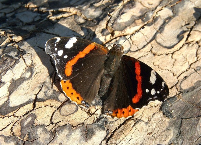 Photo de Papillon - vulcain