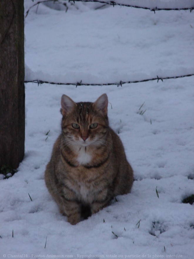 Photo de Chat domestique