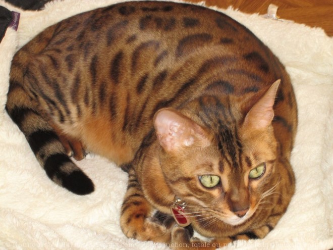 Photo de Bengal