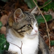 Photo de Chat domestique