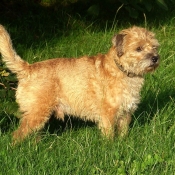 Photo de Border terrier