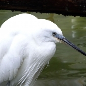 Photo d'Aigrette