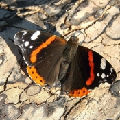 Photo de Papillon - vulcain