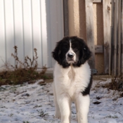 Photo de Landseer (type continental europen)