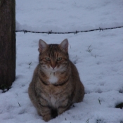 Photo de Chat domestique