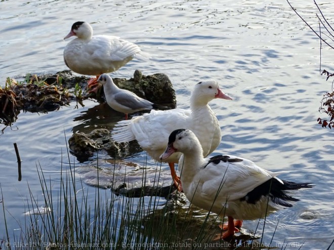 Photo de Canard de barbarie